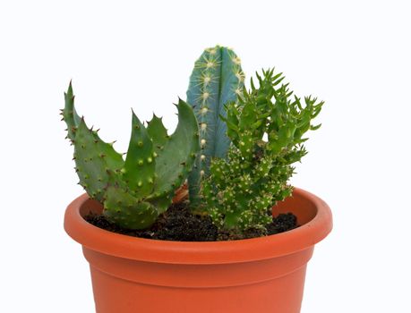 Group of succulent in a pot over white