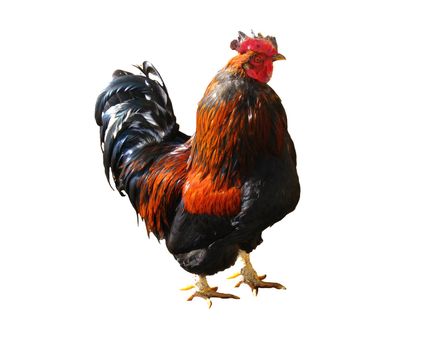 The beautiful motley cock on the white background