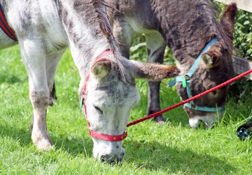 grazing donkeys