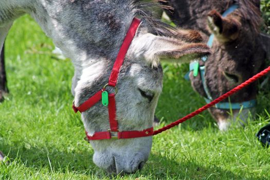 grazing donkeys