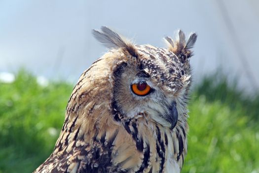 stunning bird of prey