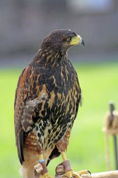 stunning bird of prey