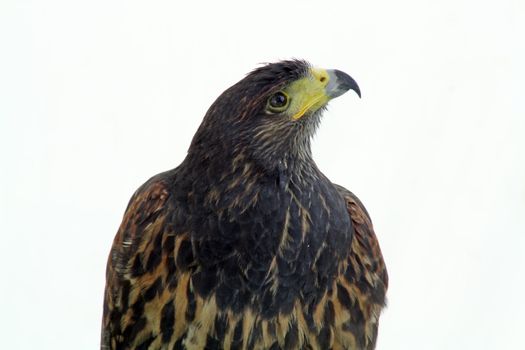 stunning bird of prey