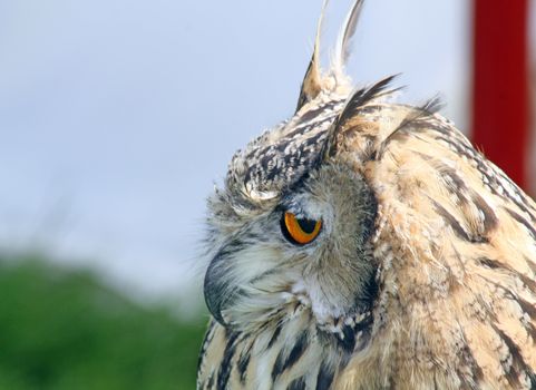 stunning bird of prey