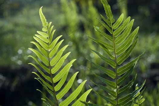 Leaf of a Fern