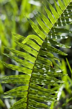 Leaf of a Fern
