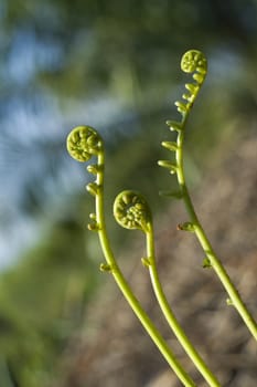 Fiddle Head Fern