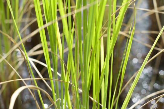 Rice Farm