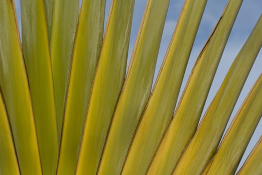 Detail of Traveller's Palm