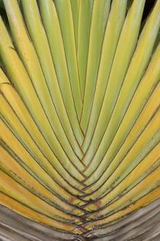 Detail of Traveller's Palm