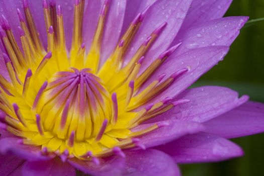 Pink Lotus