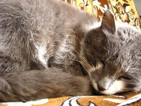 The grey and nice cat sleeps on a sofa