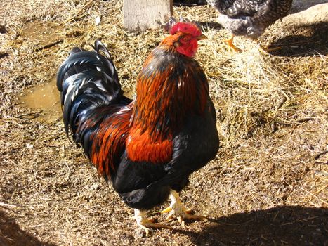 The beautiful motley cock in the yard