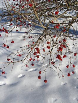 bunches of red guelder-rose on a bush on a background of a snow