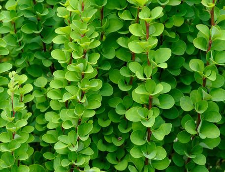 background of green branches and leaves of barberry