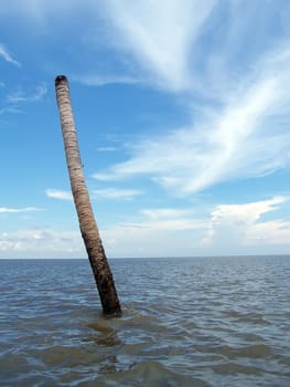 Wooden poles sea