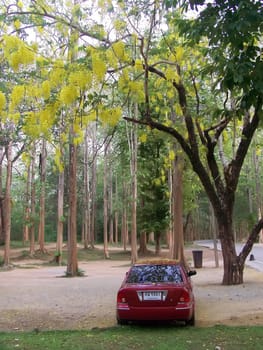 Car in the woods