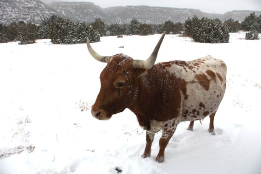 Well-nourished red and white longhorn cow standing in meadow during snowstorm