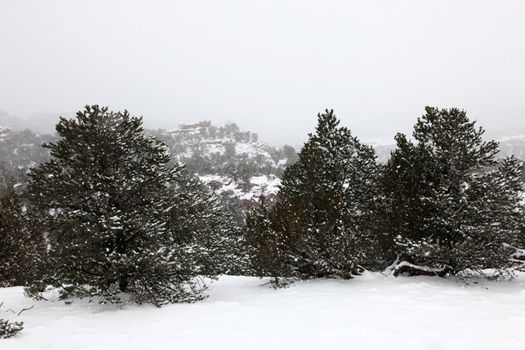 Pinion trees covered with snowflakes during heavy snow in Colorado high country