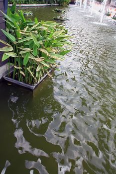 Garden pond