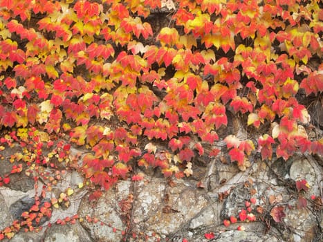 Colorful ivy on the wall in autumn