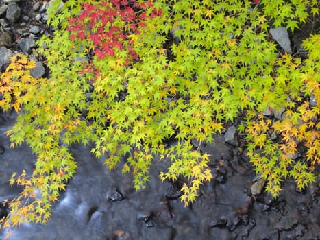 Colorful maple leaves cover the stream in autumn