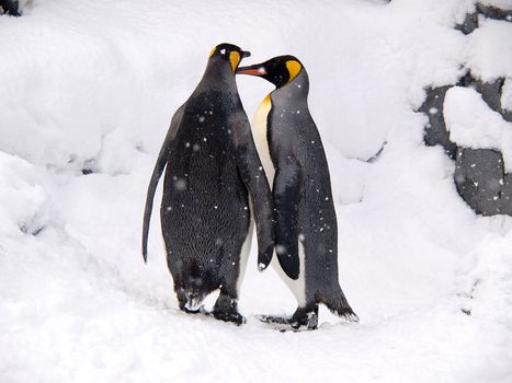 Lovely King Penguins