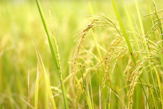 Ear of rice in the rice field