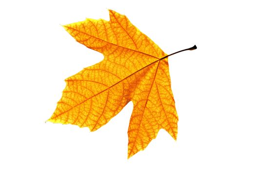 Lonely leaf of a plane tree, isolated on a white background.