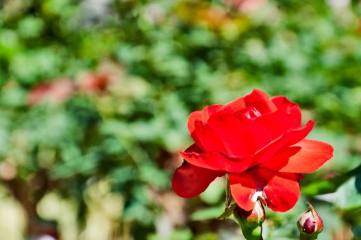 Floral background - Red rose europeana, against greens.