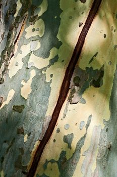 Diagonal crack on the trunk of platan tree