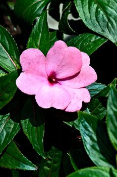 Pink impatiens flower, vertical view, closeup.