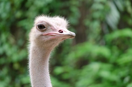 ostrich