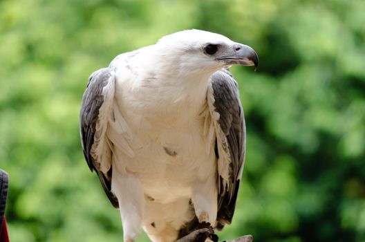 sea eagle