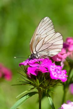 Macro view of butterfly on a flower