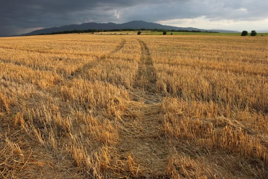 The summer storm is coming, but the field is still lit by the soft sunlight of the sunset.