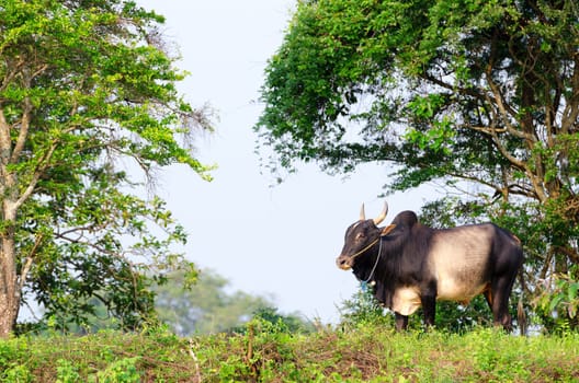 Big asian ox on tropical pasture