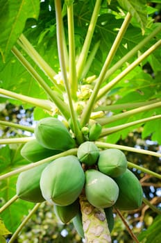 Papaya tree with bunch of fruits, focus on the biggest fruit