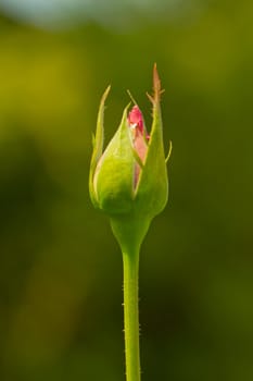 Close up of a standing rosebud over green background