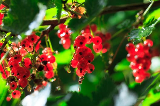 Bunch of a Red Currant on a Branch, closeup