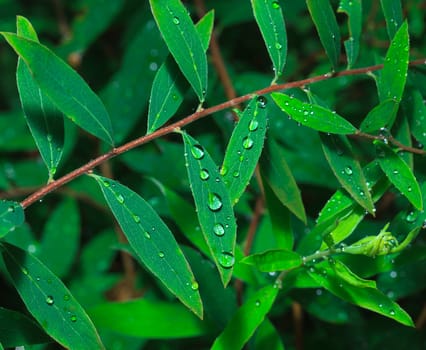 Dew on the Green Leaf, closeup