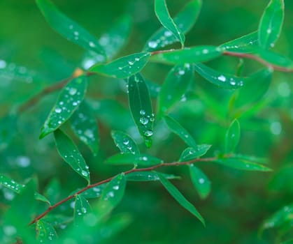 Dew on the Green Leaf, closeup