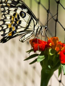 lime butterfly feeding on a flower