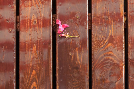 Background of the Wooden Board Floor, closeup