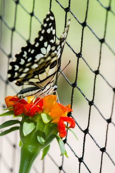 lime butterfly feeding on a flower