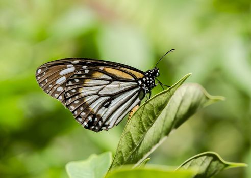 lime butterfly feeding on a flower