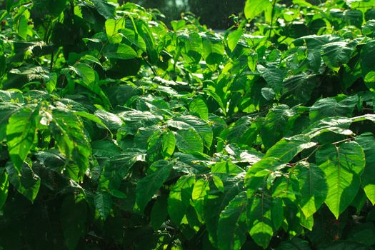 Green Bush in the Rain, closeup