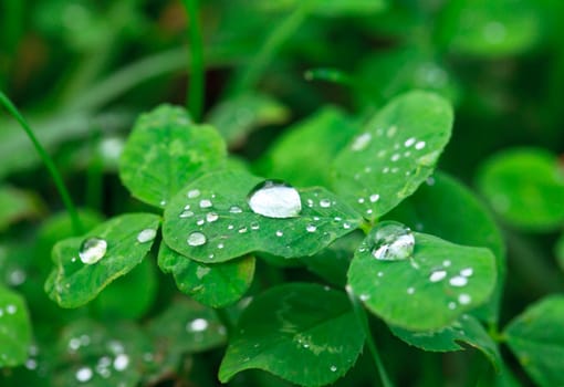 Dew on the Green Leaf, closeup