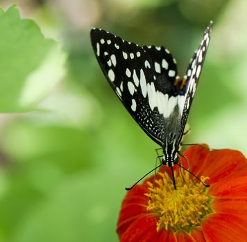 lime butterfly feeding on a flower