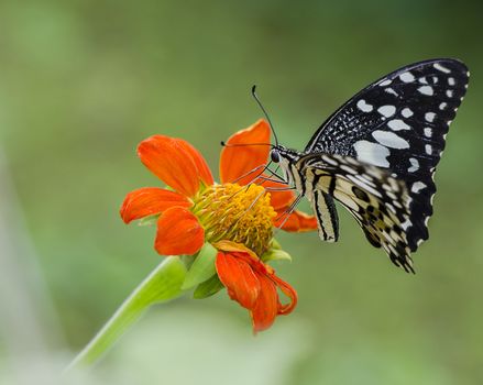 lime butterfly feeding on a flower